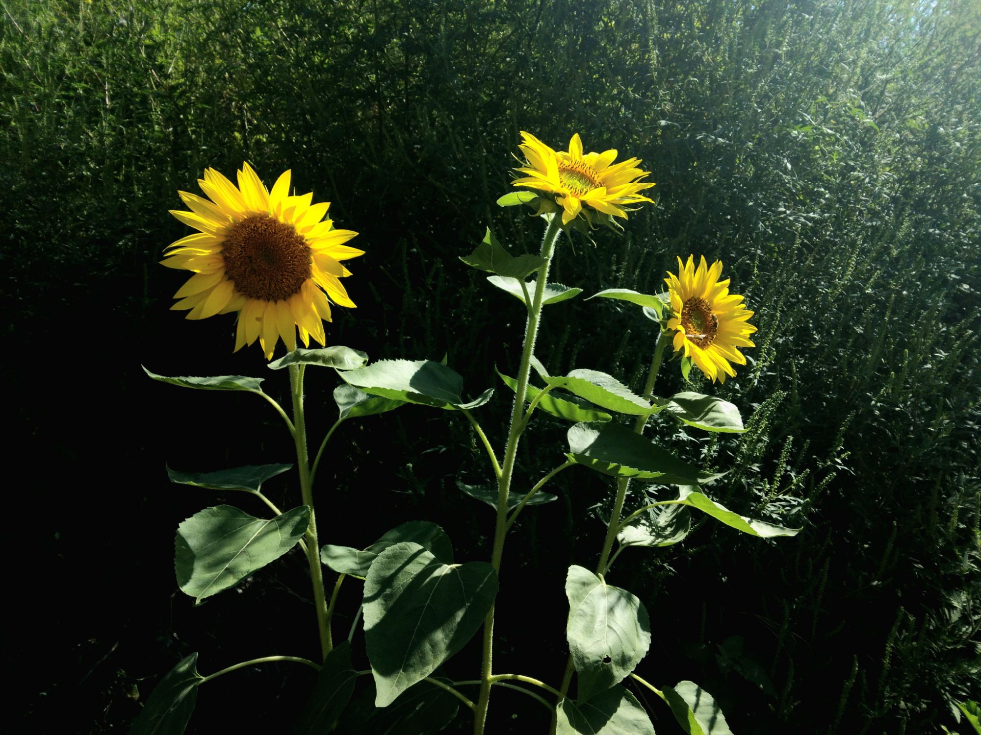 Pursue yourself 🌞🌿🌻✨