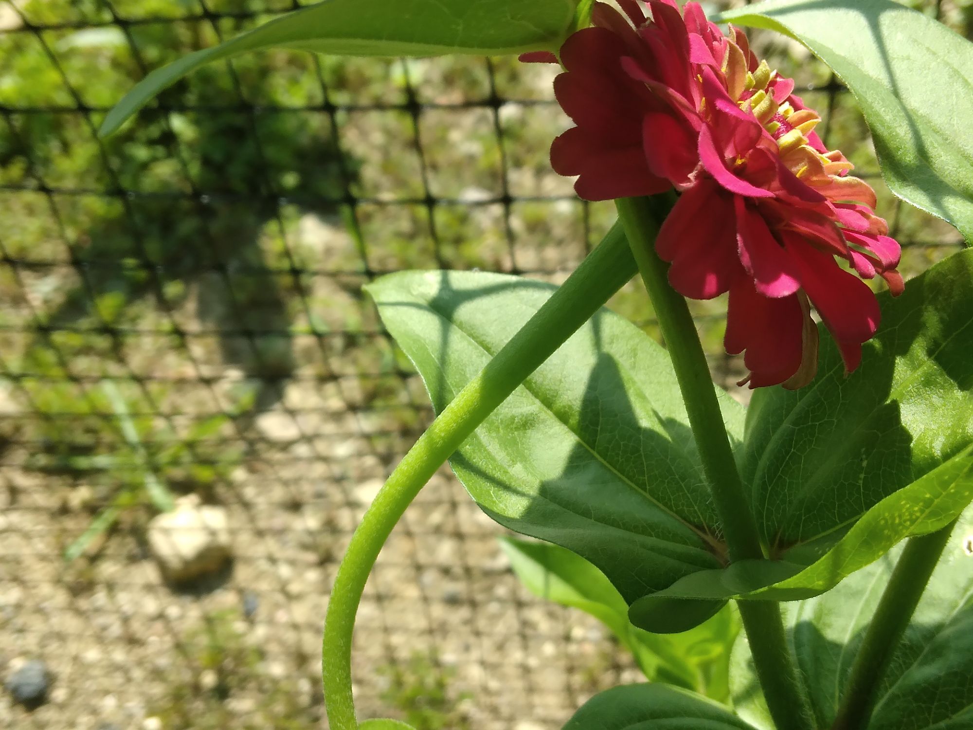 Positive Thinking Day +affirmations to inspire positive thinking 🌼✨️🍃🙆‍♀️