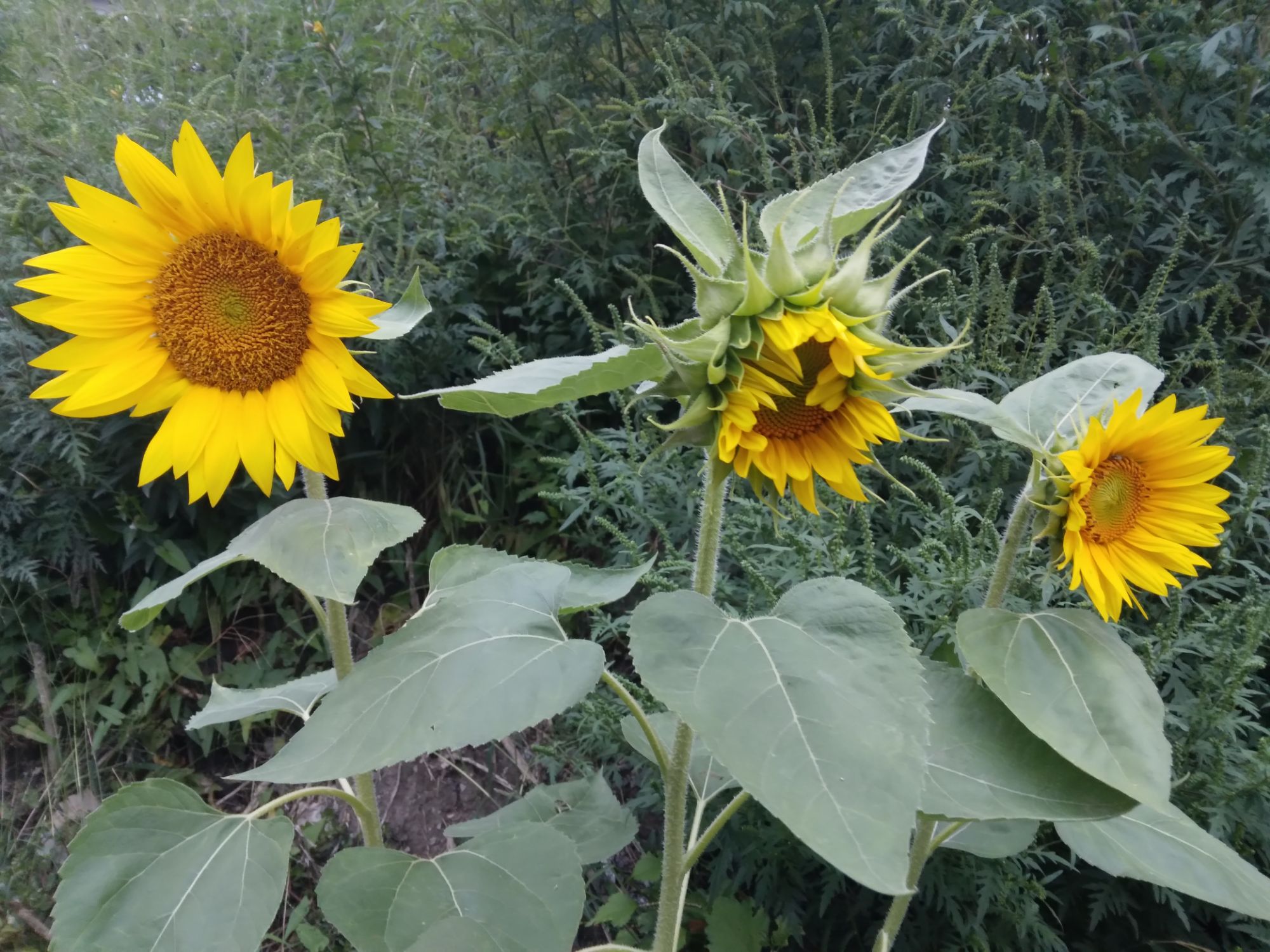 BEAUTY-ful week ✨ Monday morning inspiration + positive vibes🌿✌️🌻