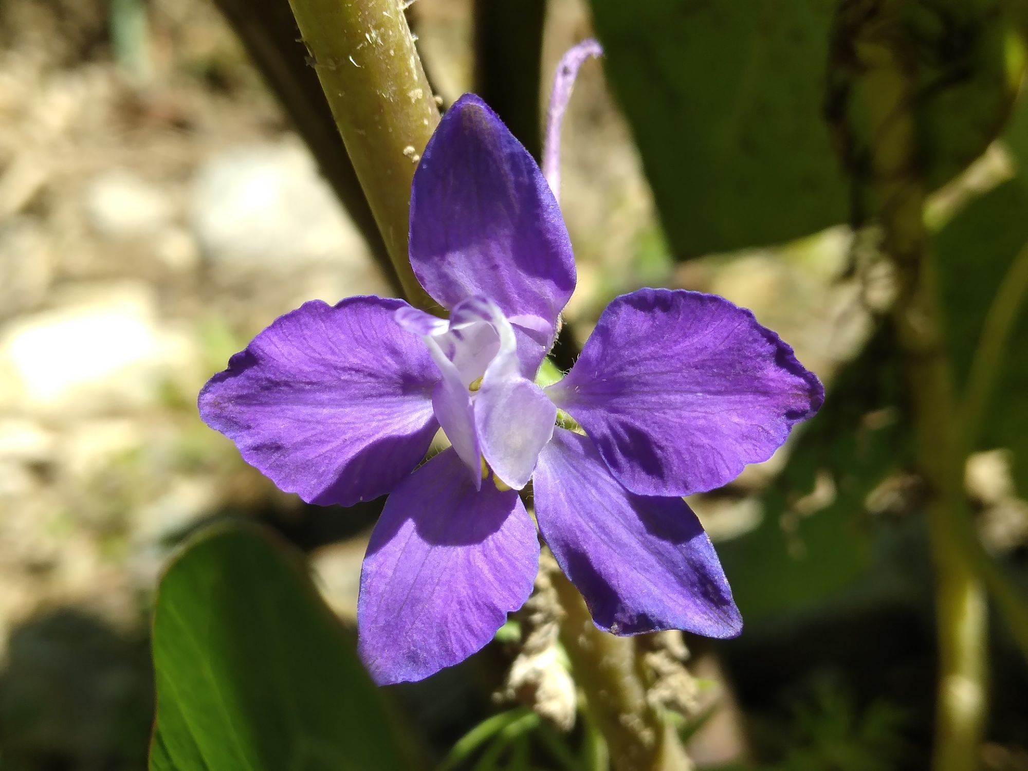 Harmony is happiness- Quote of the day ✨🙆‍♀️💜🤸‍♀️