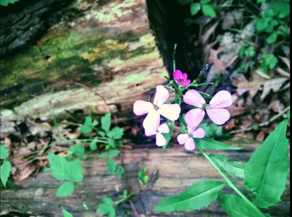 Quotes for being your authentic self ✨🙆‍♀️🌱