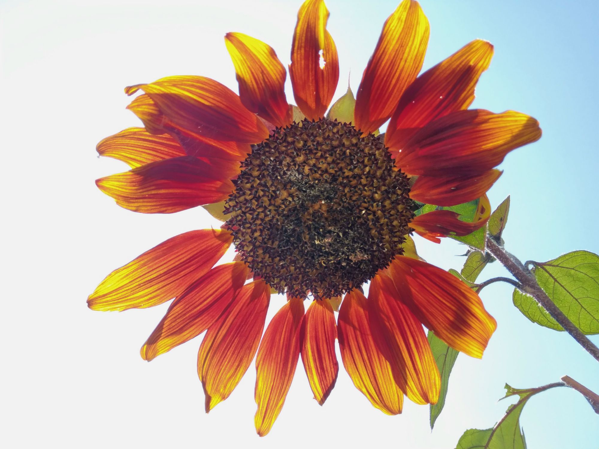 Picture of the day ☀🌻✨