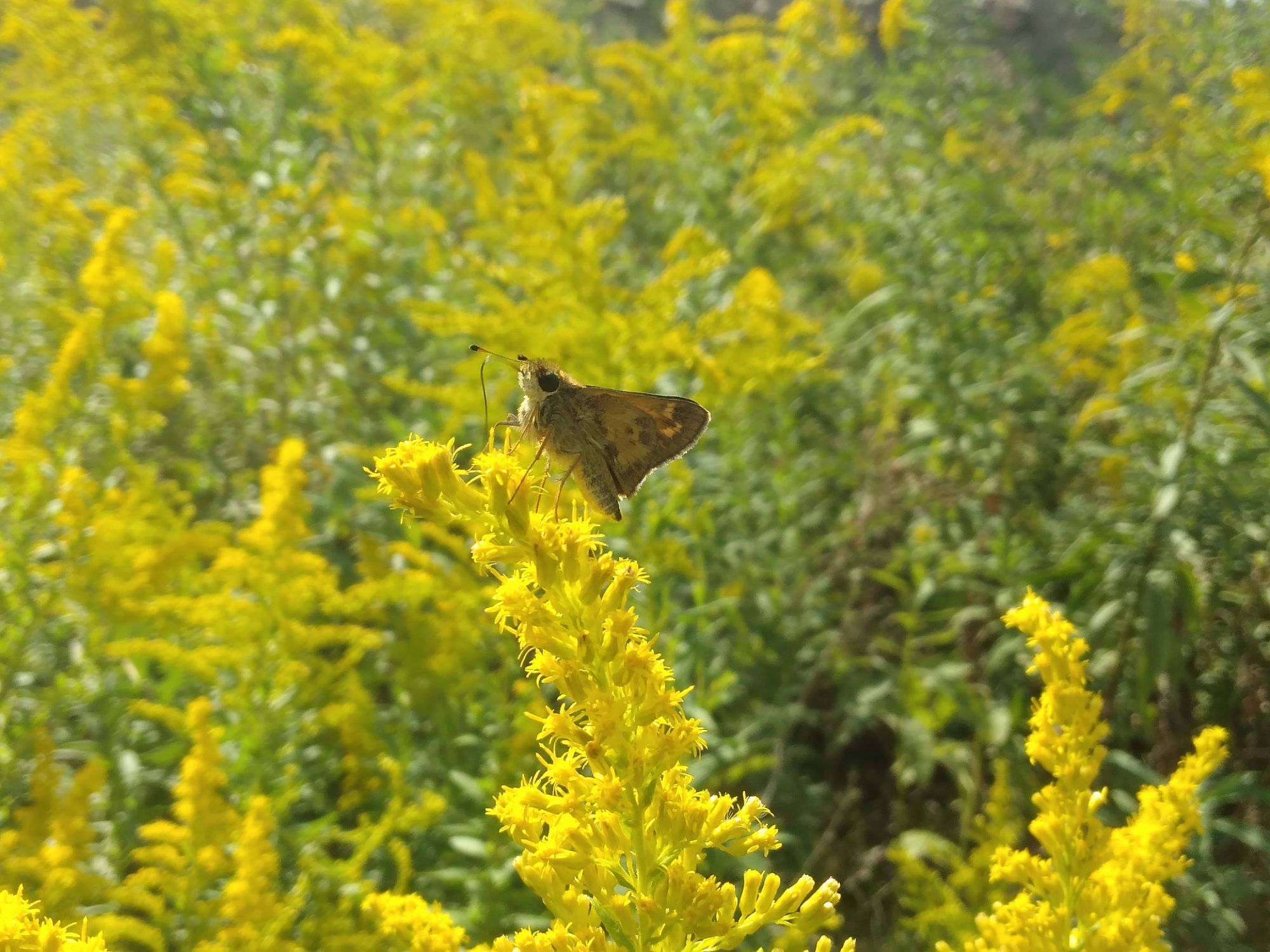 Picture of the day🌾🌞✨️