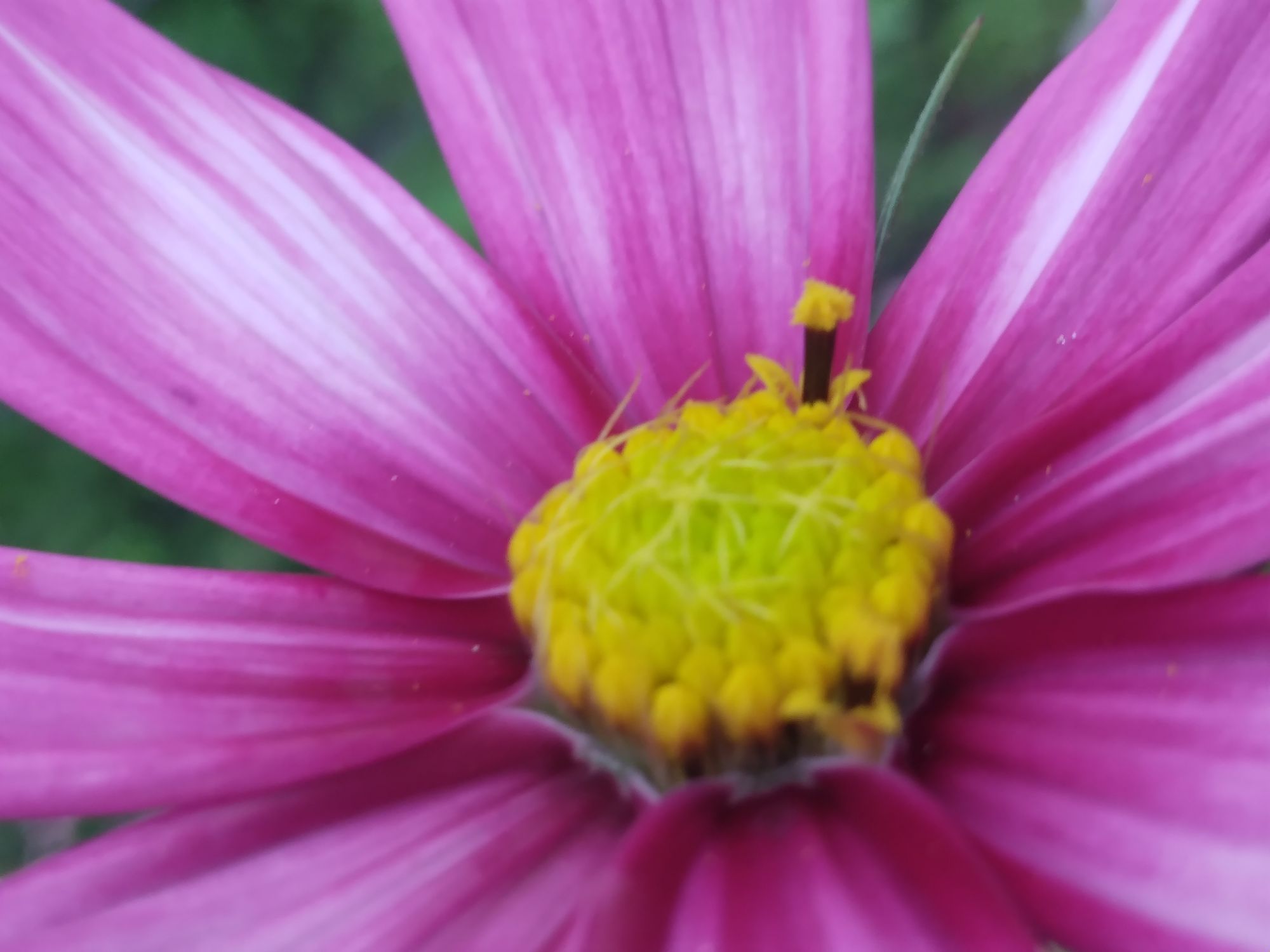 Picture of the day 🌼✨️🤗