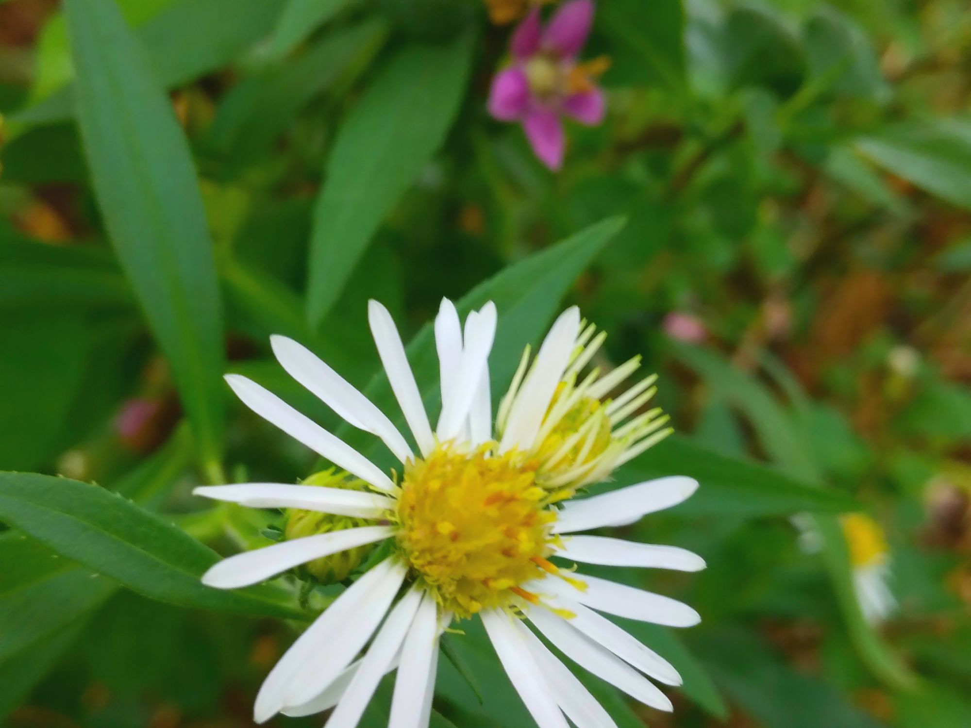Self-worth Sunday: Affirmations ✨🌸🌱