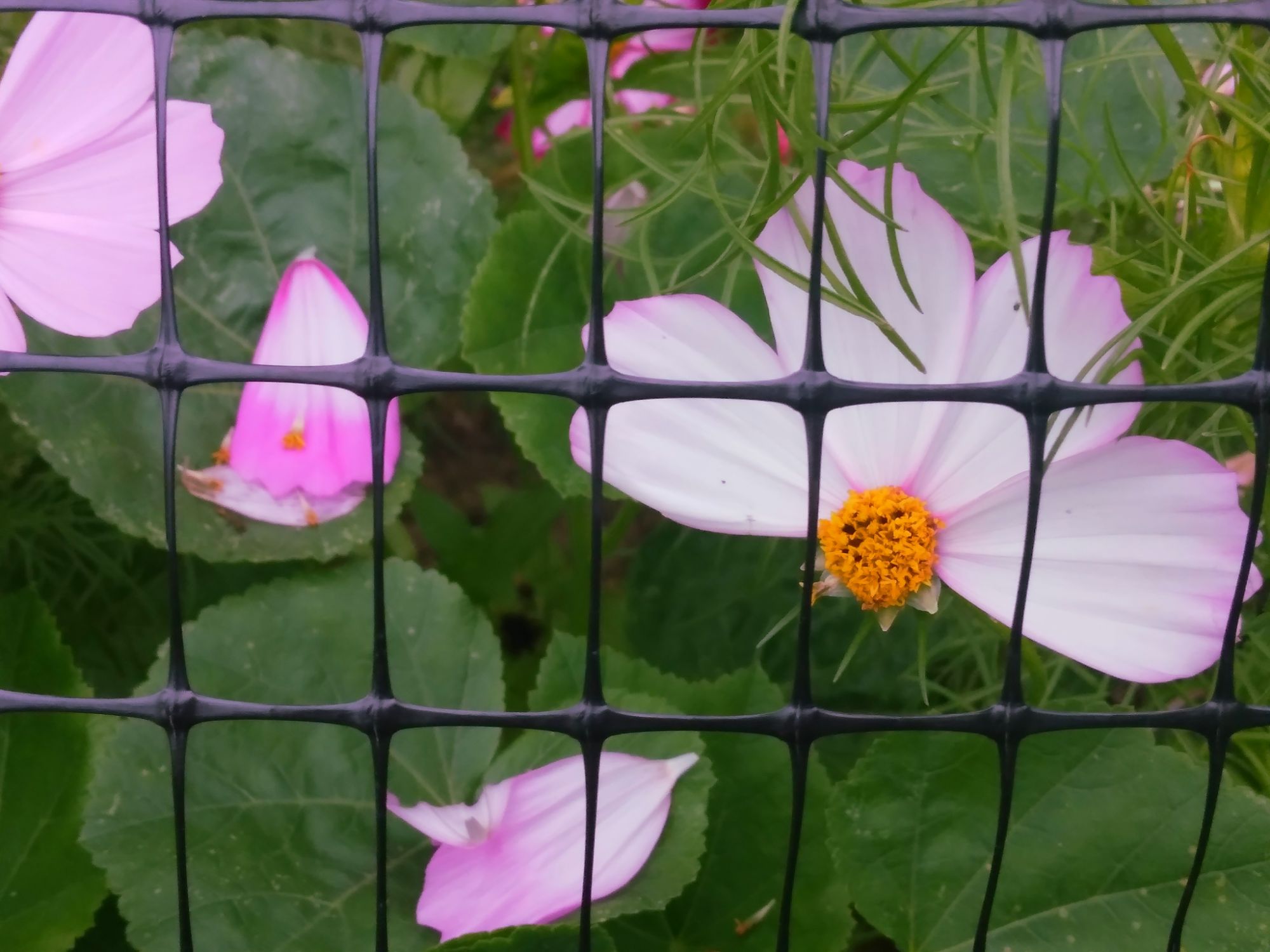 Quote of the day: Extraordinary things ✨🌸