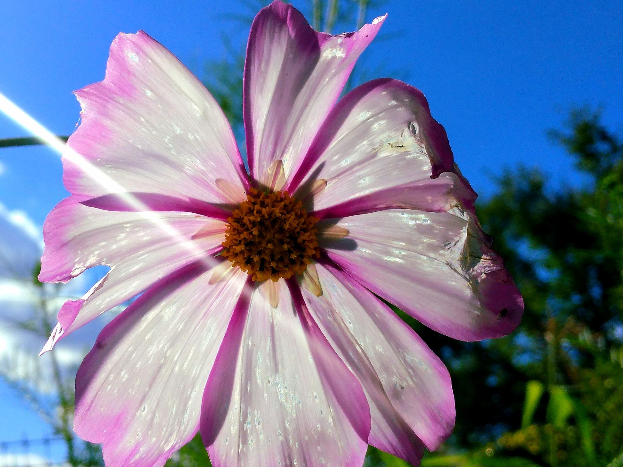 Picture of the day 💜🍃🌸✨️