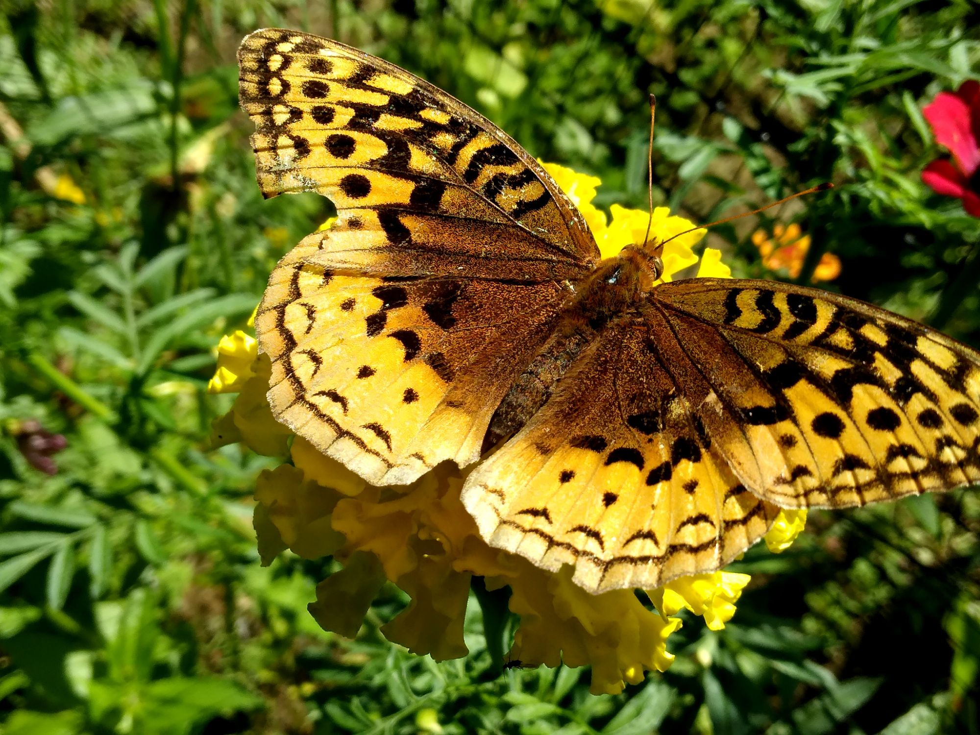 8 inspiring quotes for personal growth 🦋✨