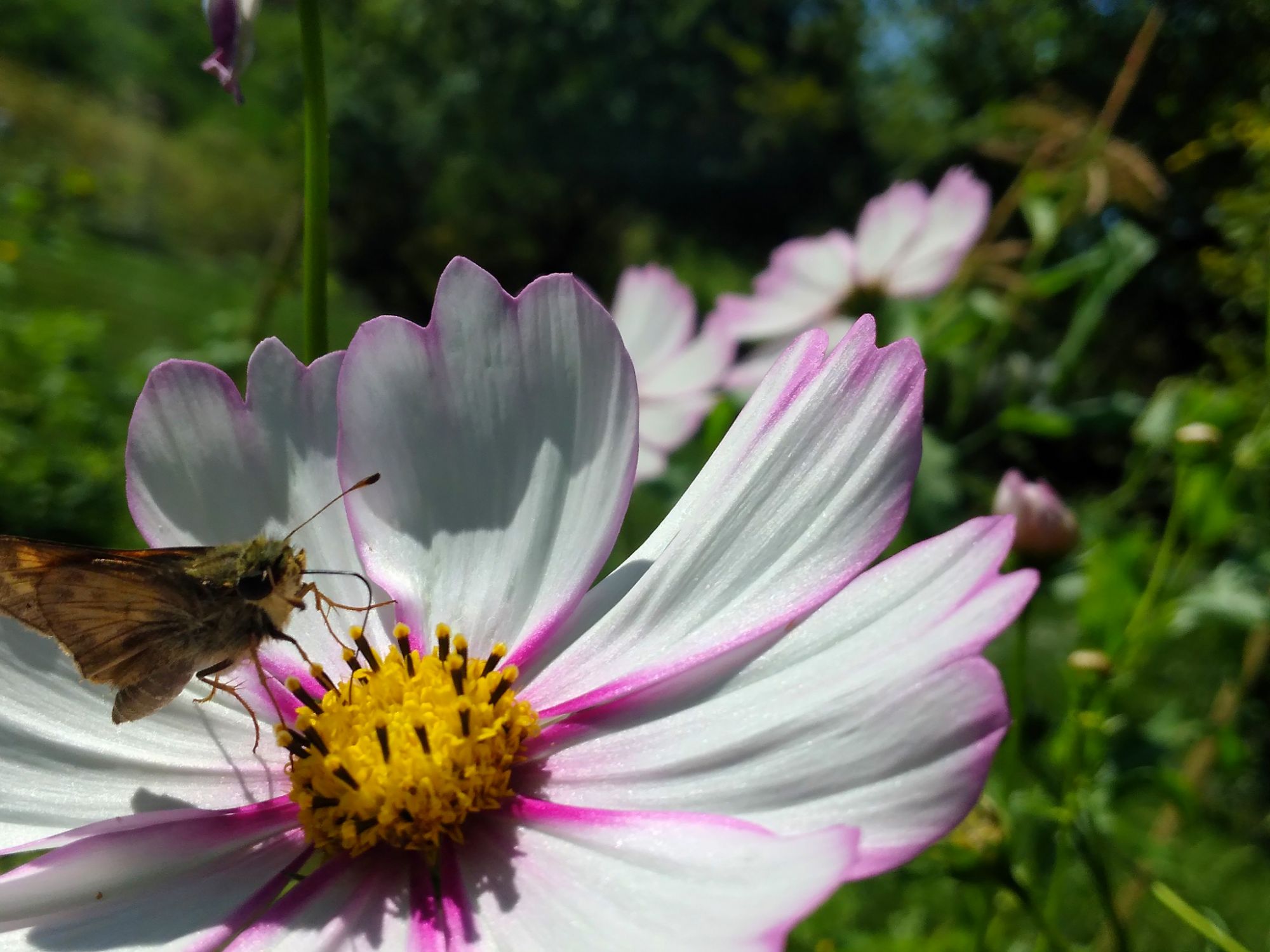 Picture of the day πβ¨οΈπΈπ¦