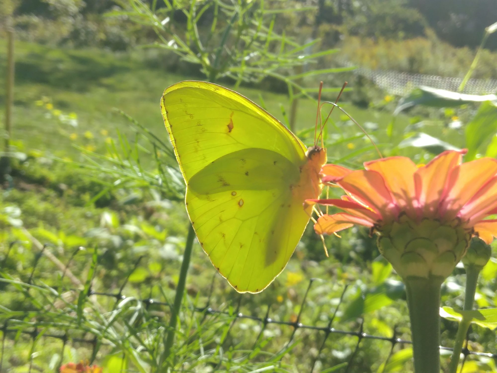 Quote of the day- don’t chase 🦋✨