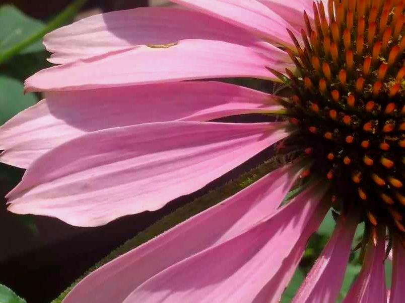 Affirmation of the day ✨🌸