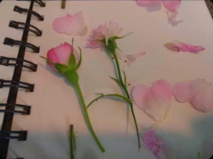 Try something new 🌸💟✨️