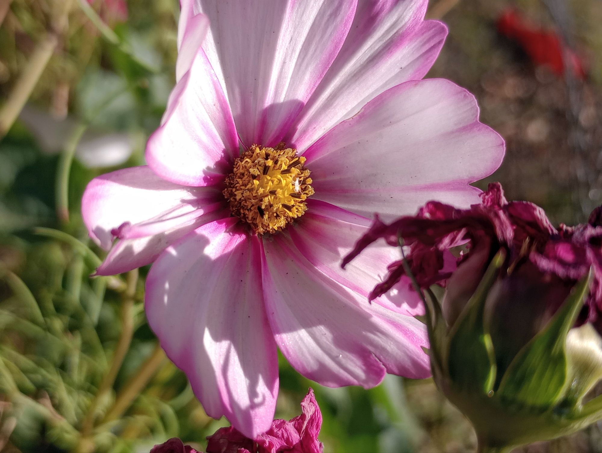 More Love Monday💮✨🩷🫶