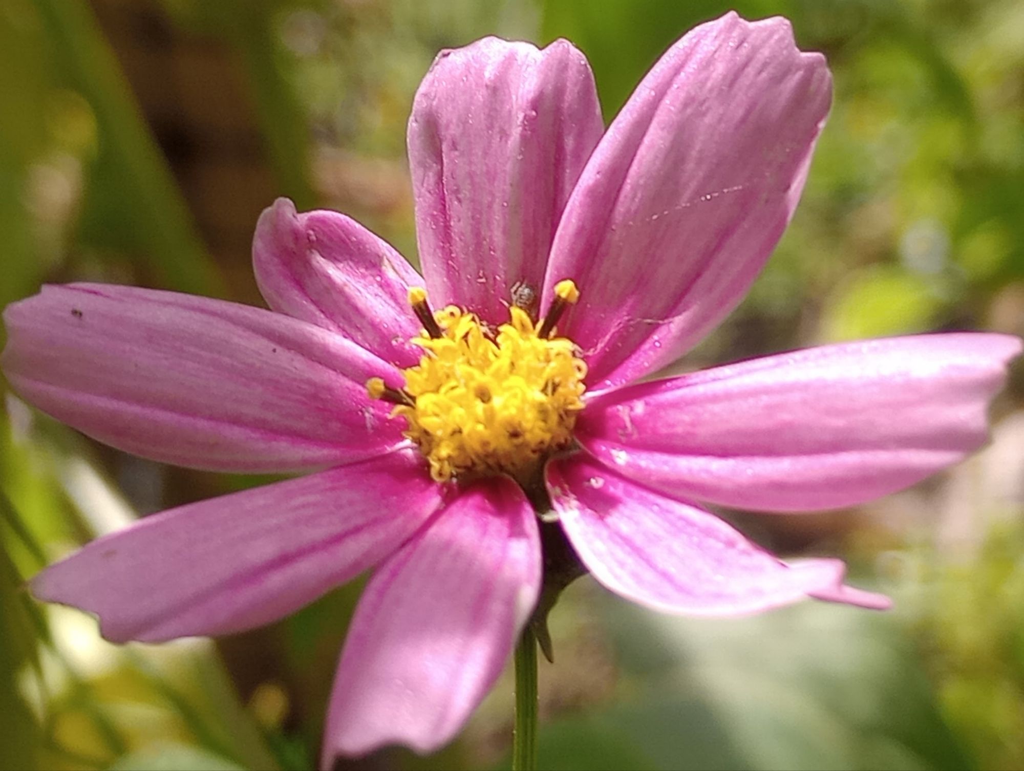 More Love Monday 🌸🩷✨🫶