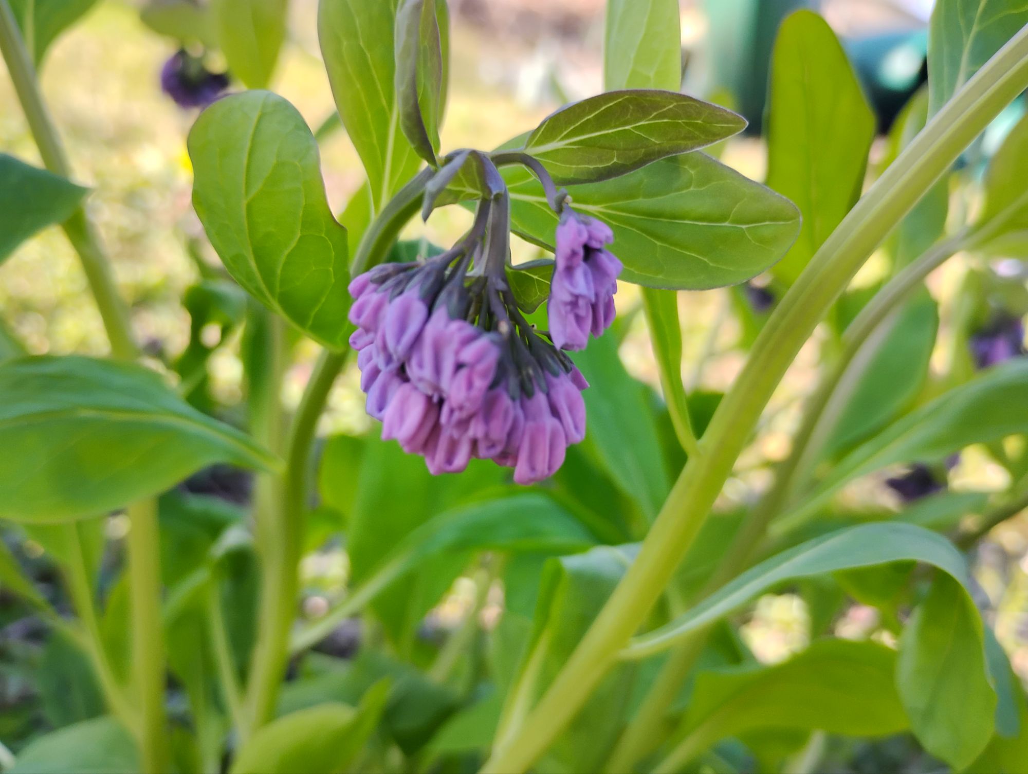 More Love Monday🫶🌱✨🩷