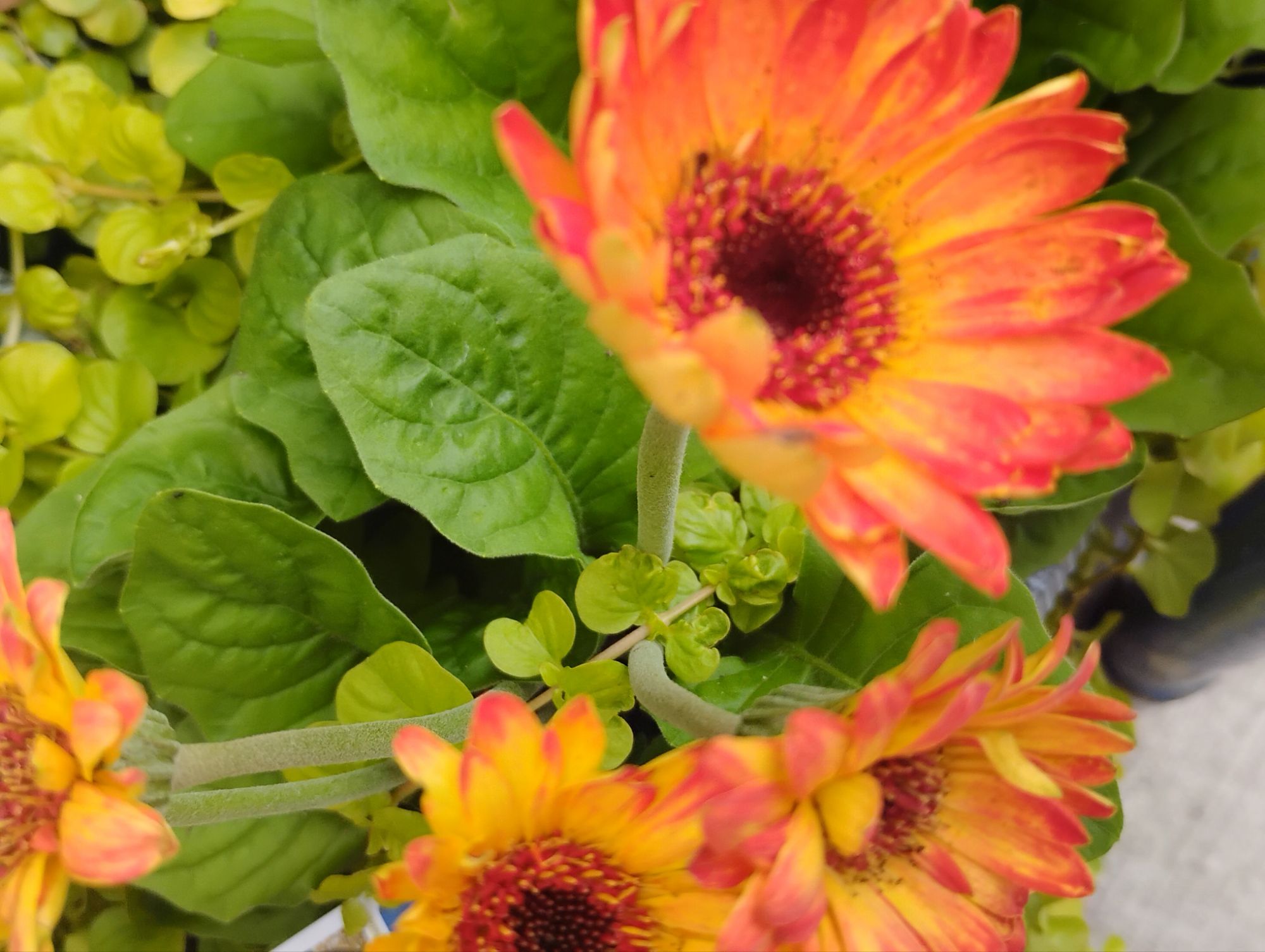 Quote of the day: Recognize those tiny blessings 🏵️🙆💐✨