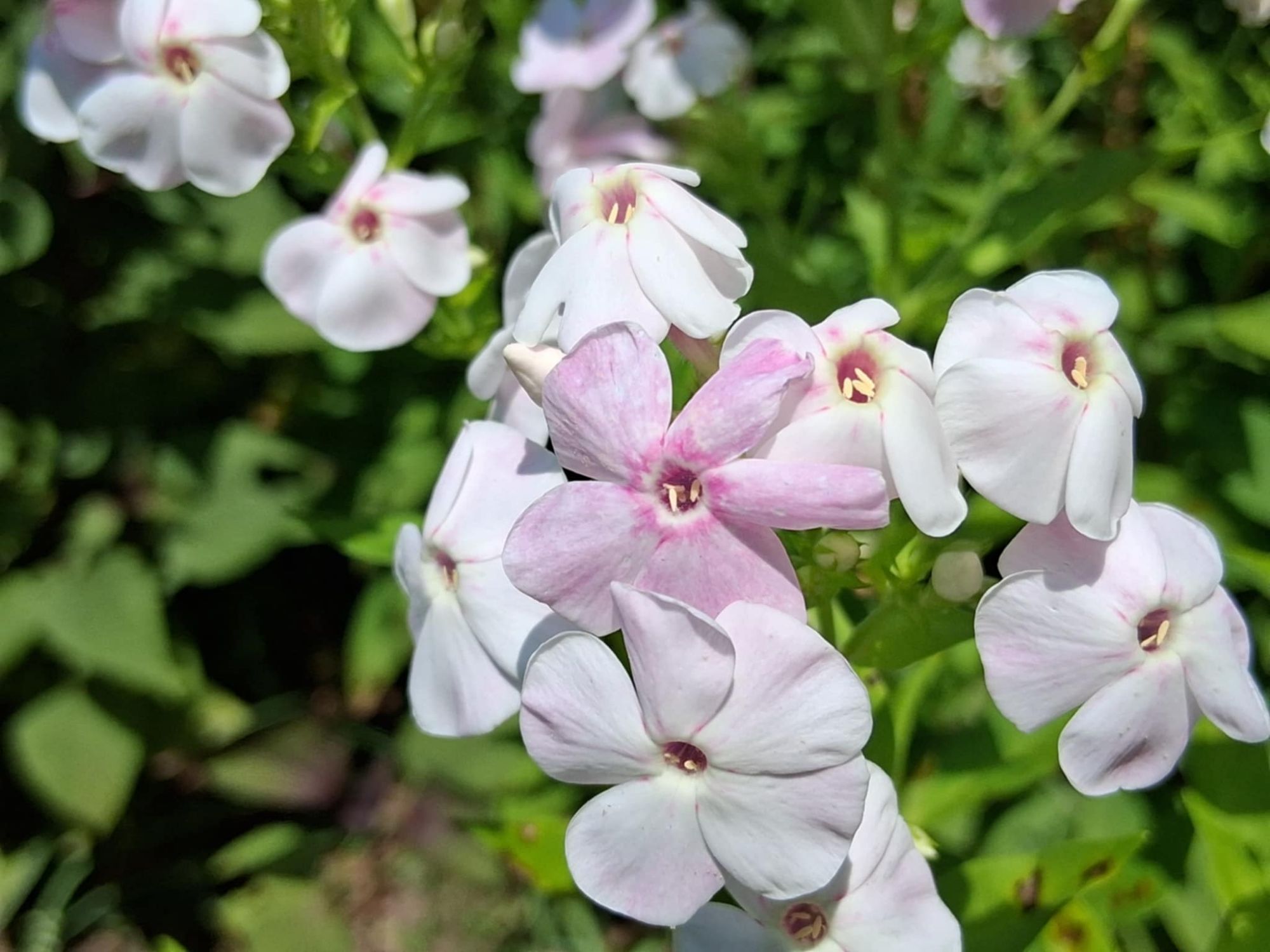 Friday Flow: Small joys are only a whisper away 🌸✨💗