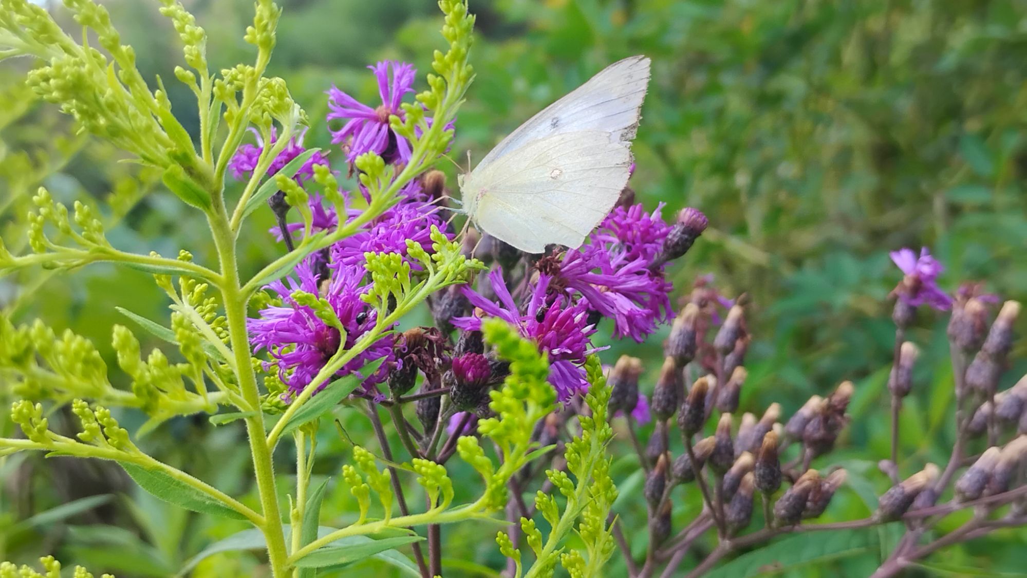 Snapshot Sunday 💜✨🌿📸