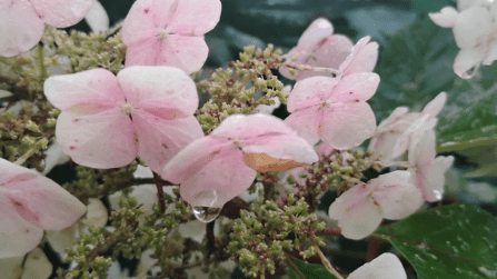 Friday Flow: Find glimmers of hope 🌸✨🙏💖