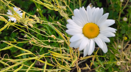 Speak Life Sunday 🌼🗣️🌱✨