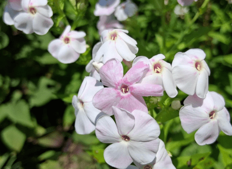 Speak Life Sunday ✨🗣️🌱🌸
