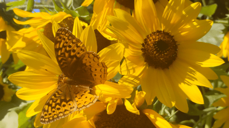 Friday Flow: Joy is a lens 🔍✨🙆🏼‍♀️🌻