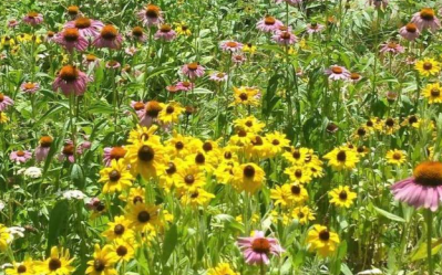 Friday Flow: Sweet pleasure and rare delights πβ¨πΌπΈ