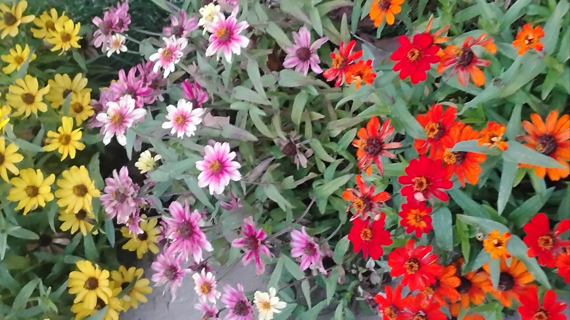 Quote of the day: Finding beauty everyday 🌸🌼✨💗