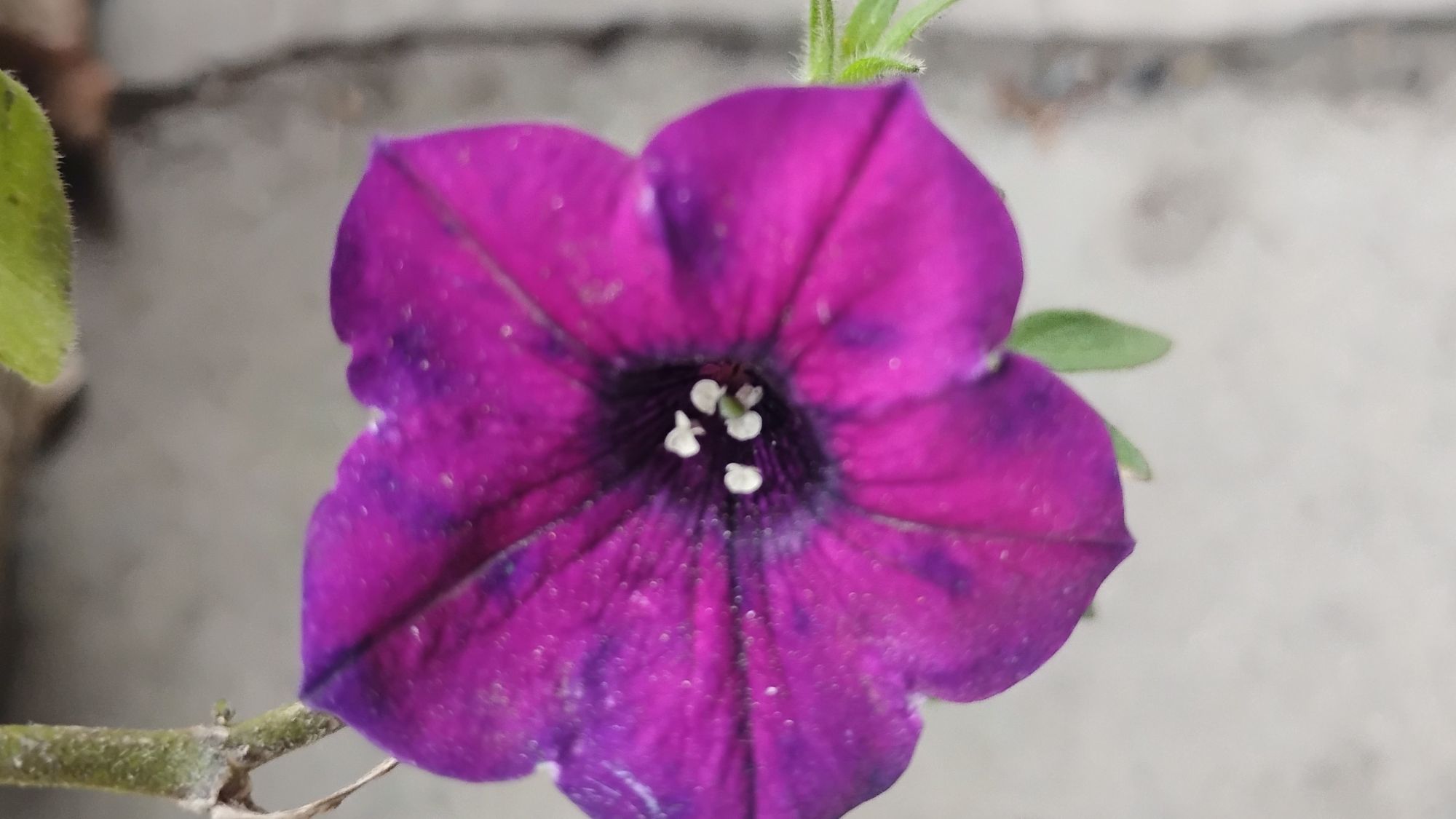 Quote of the day: Happiness is in the details ✨💜😊🙏🏼